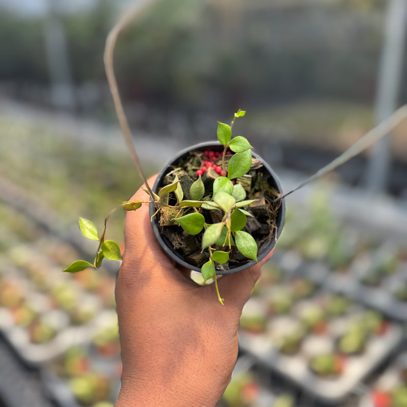Hoya Curtisii SSP Collariata