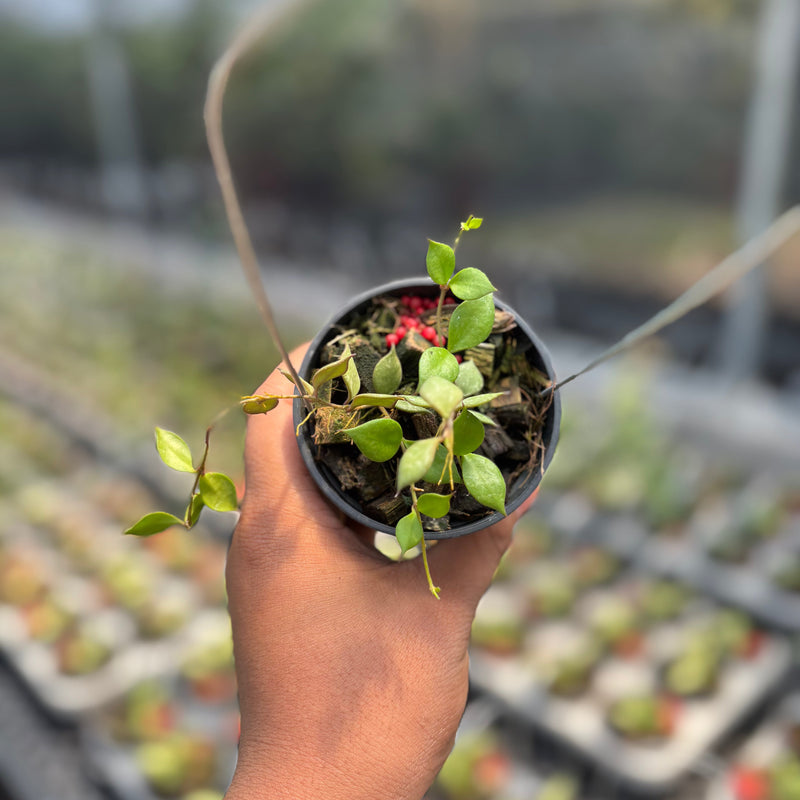 🎁 Hoya Curtisii SSP Collariata (100% off)