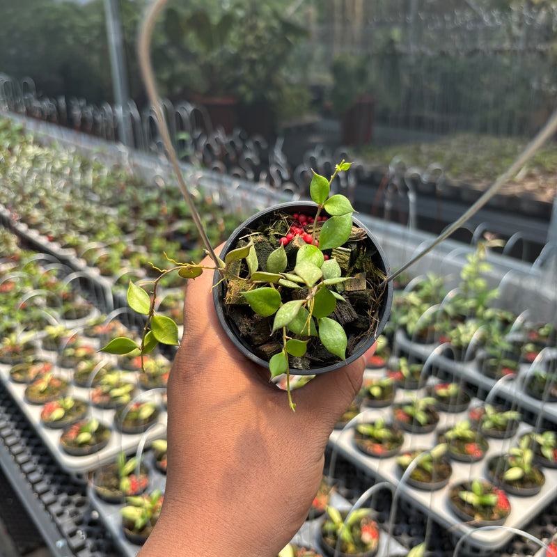 Hoya Curtisii SSP Collariata