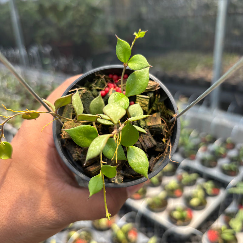 Hoya Curtisii SSP Collariata