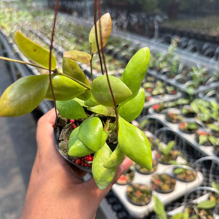 Hoya Palilimba