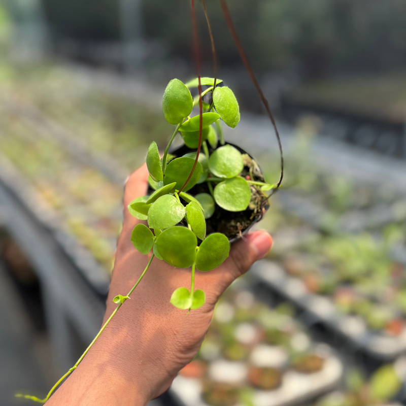 Hoya SP Mamasa "VN-775"