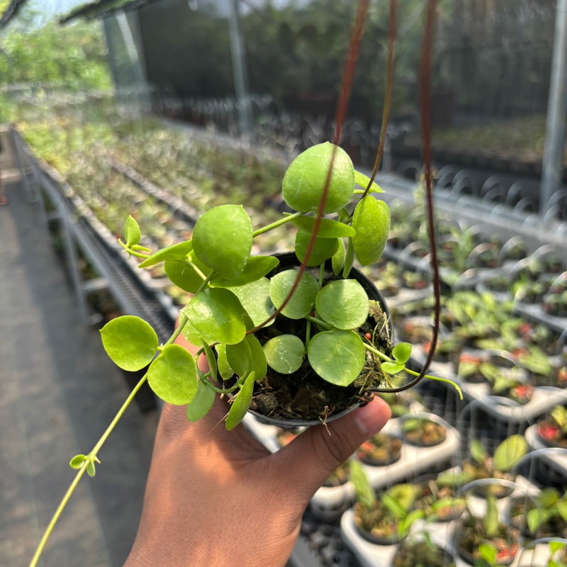 Hoya SP Mamasa "VN-775"
