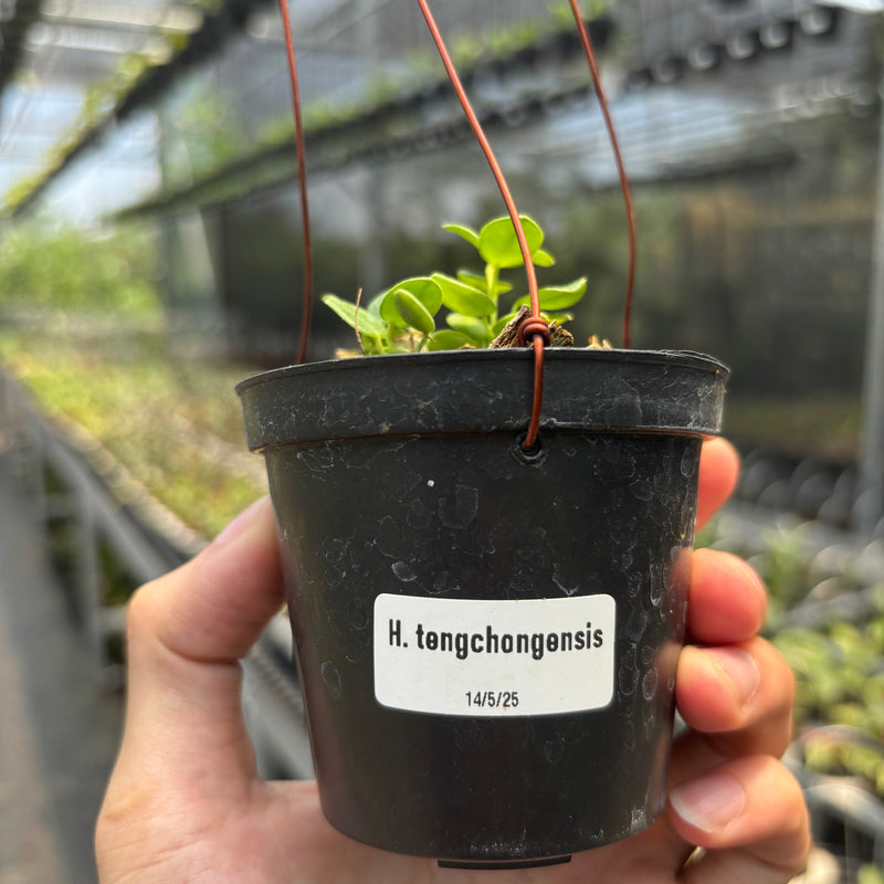 Hoya Tengchongensis