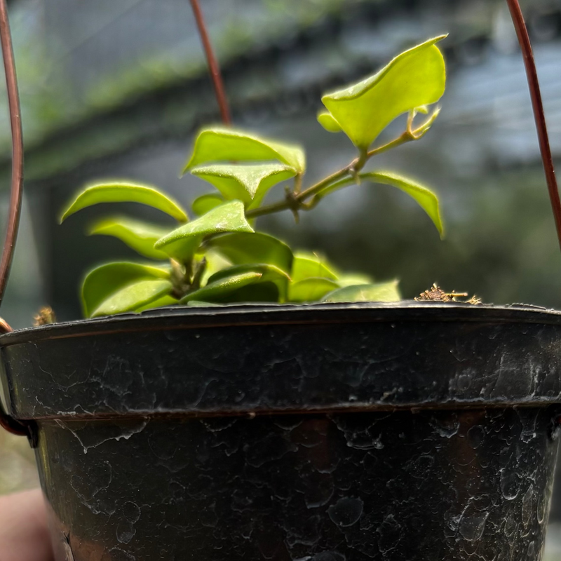 Hoya Minutiflora