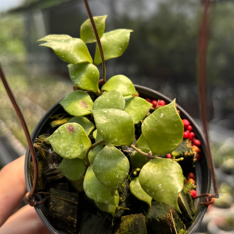 Hoya Minutiflora