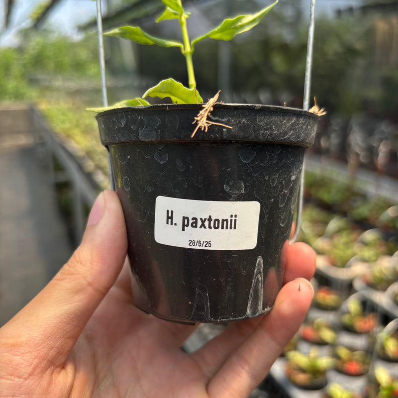 Hoya Paxtonii