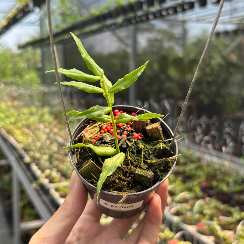 Hoya Paxtonii