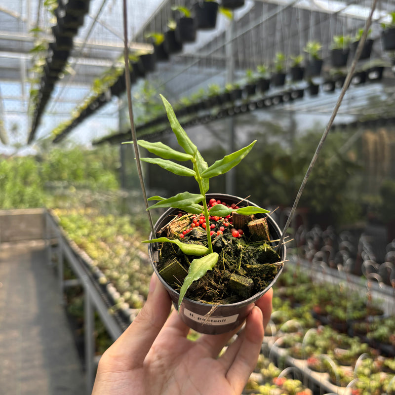 Hoya Paxtonii