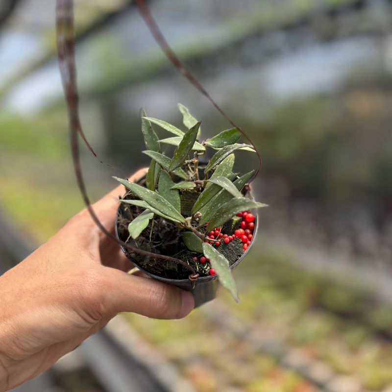 Hoya Mirabilis "Splash"