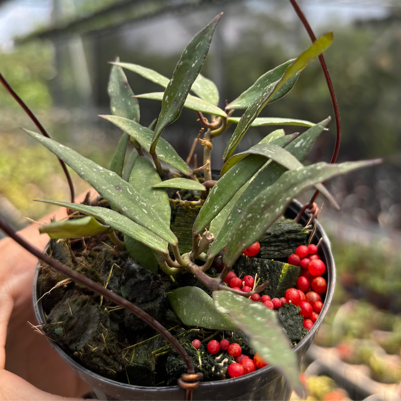 Hoya Mirabilis "Splash"