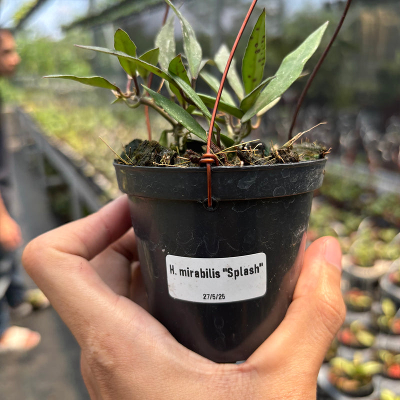 Hoya Mirabilis "Splash"