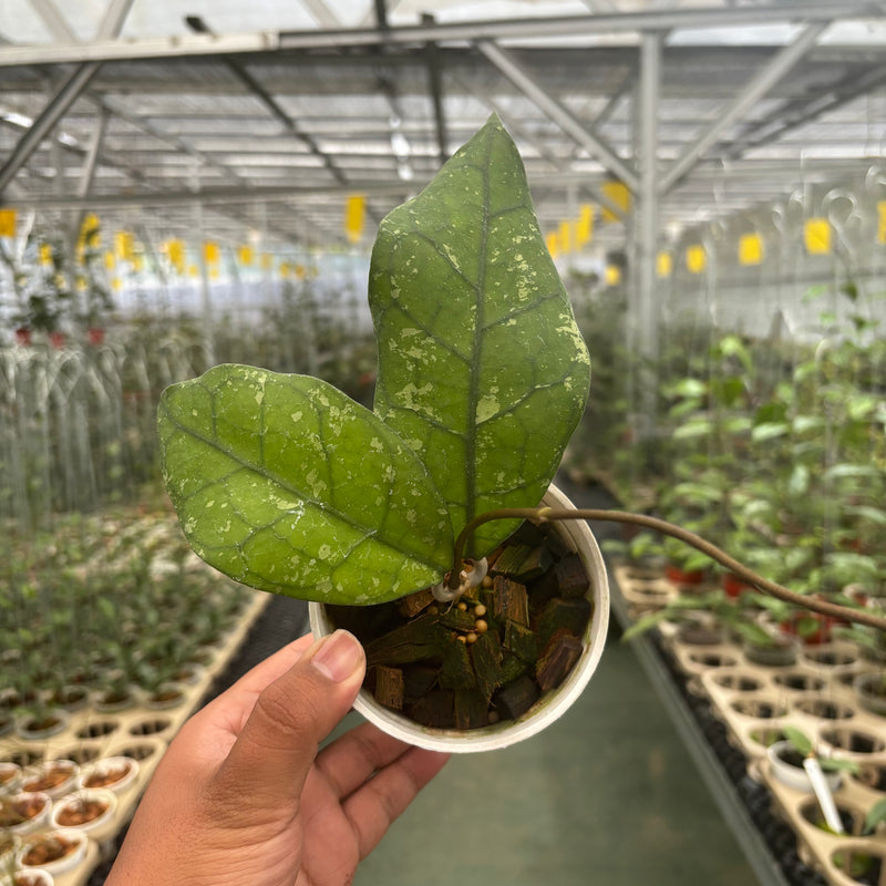 Hoya Clemensiorum SP Borneo Splash