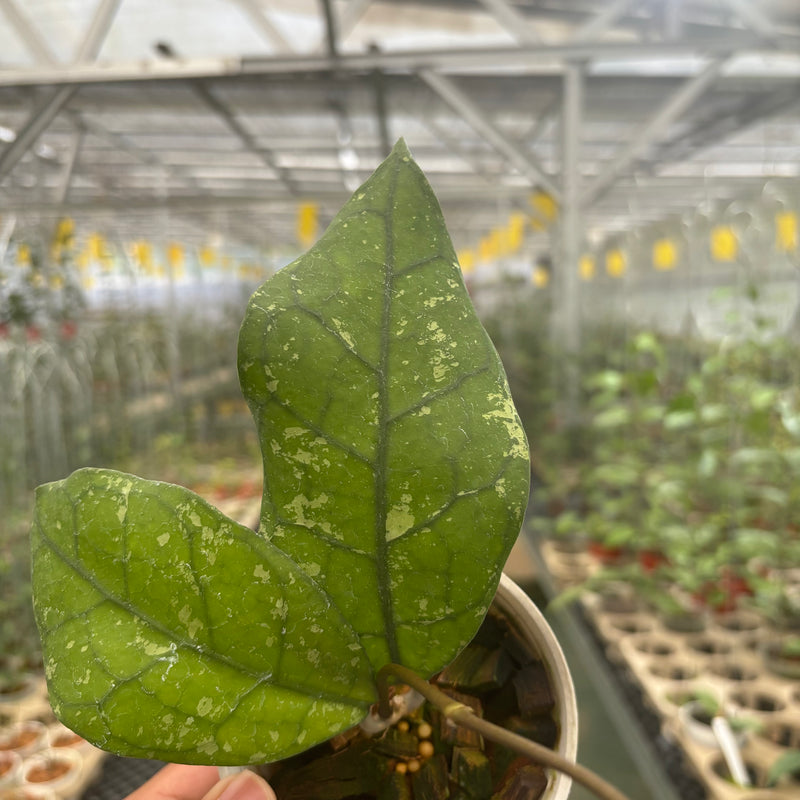 Hoya Clemensiorum SP Borneo Splash