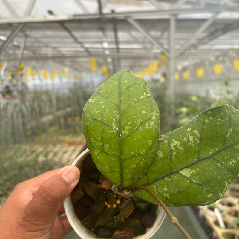 Hoya Clemensiorum SP Borneo Splash