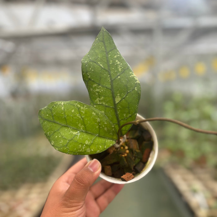 Hoya Clemensiorum Borneo Splash