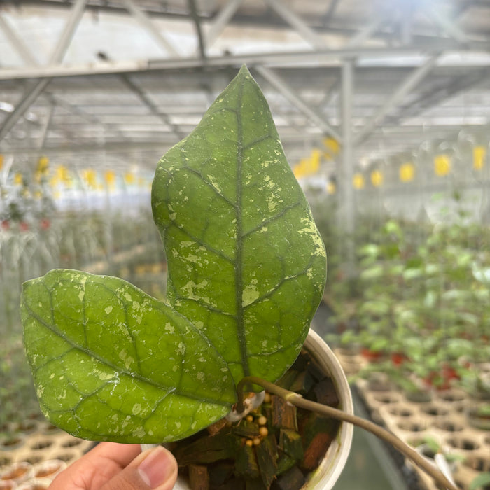 Hoya Clemensiorum Borneo Splash