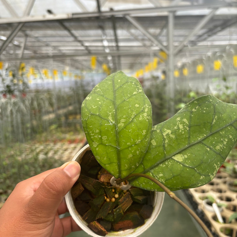 Hoya Clemensiorum SP Borneo Splash