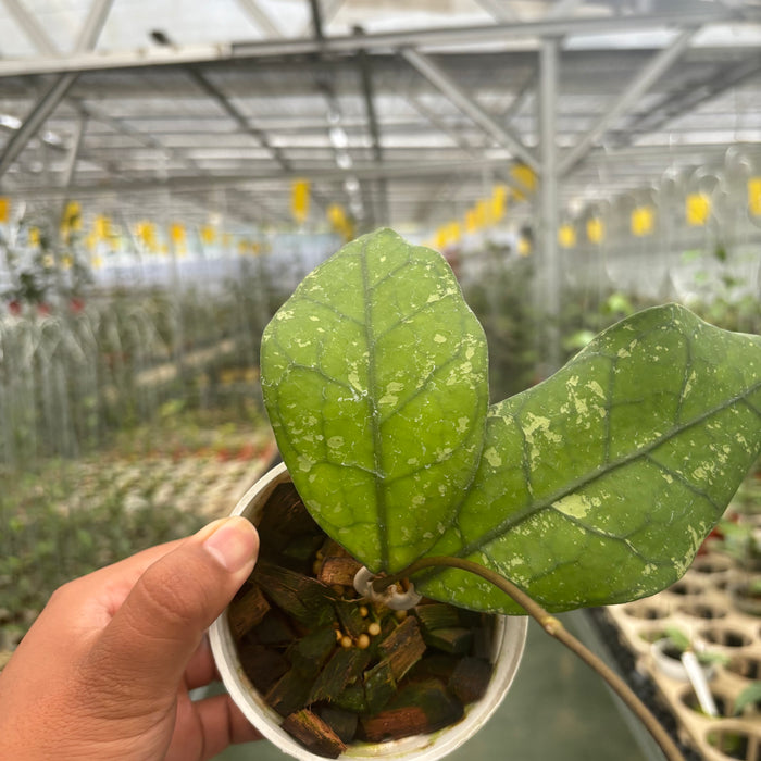 Hoya Clemensiorum Borneo Splash