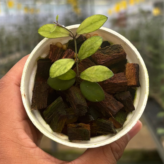 Hoya Mini Coin Variegated