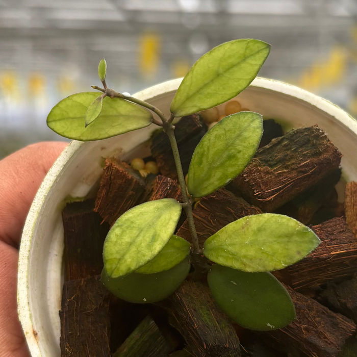 Hoya Mini Coin Variegated