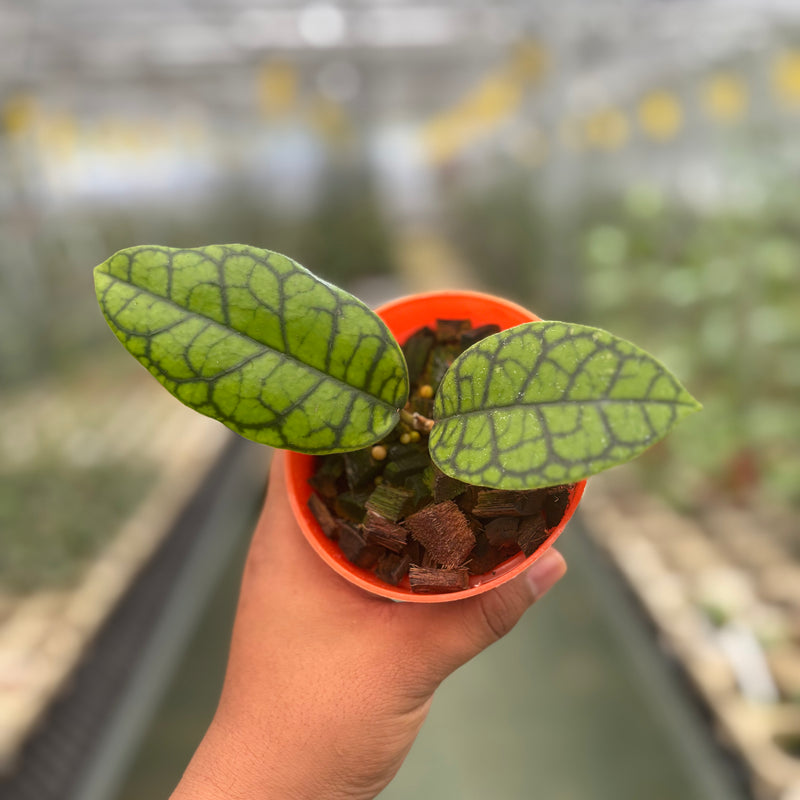 Hoya Callistophylla Black Octopus