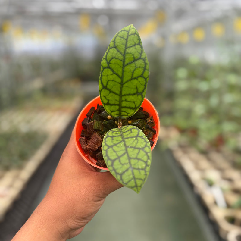 Hoya Callistophylla Black Octopus