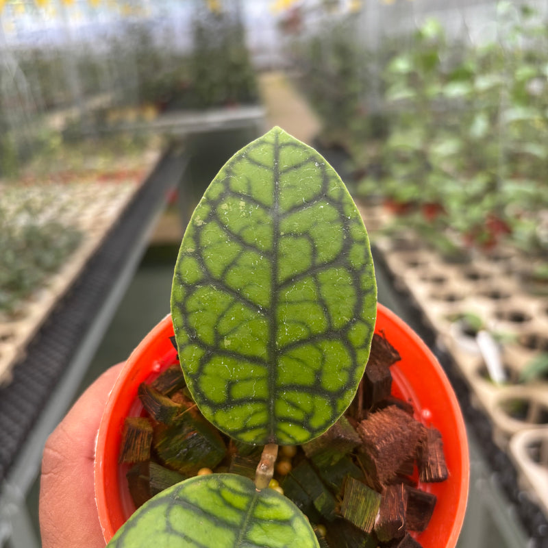 Hoya Callistophylla Black Octopus