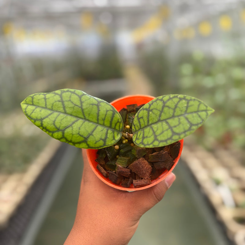 Hoya Callistophylla Black Octopus