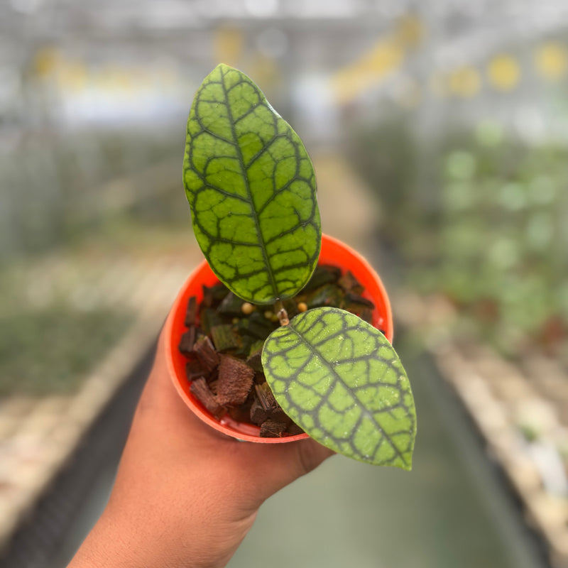 Hoya Callistophylla Black Octopus
