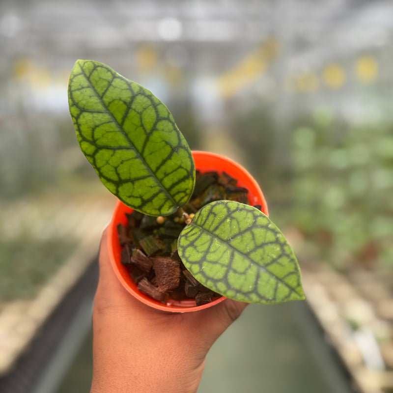 Hoya Callistophylla Black Octopus