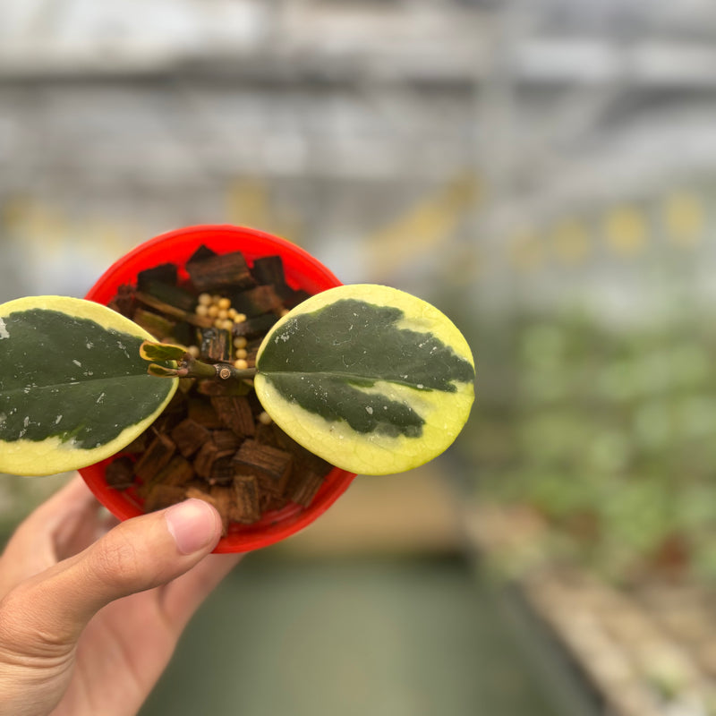 Hoya Obovata Albomarginata