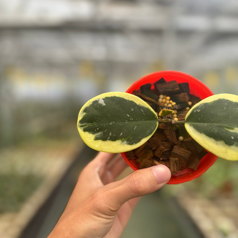 Hoya Obovata Albomarginata