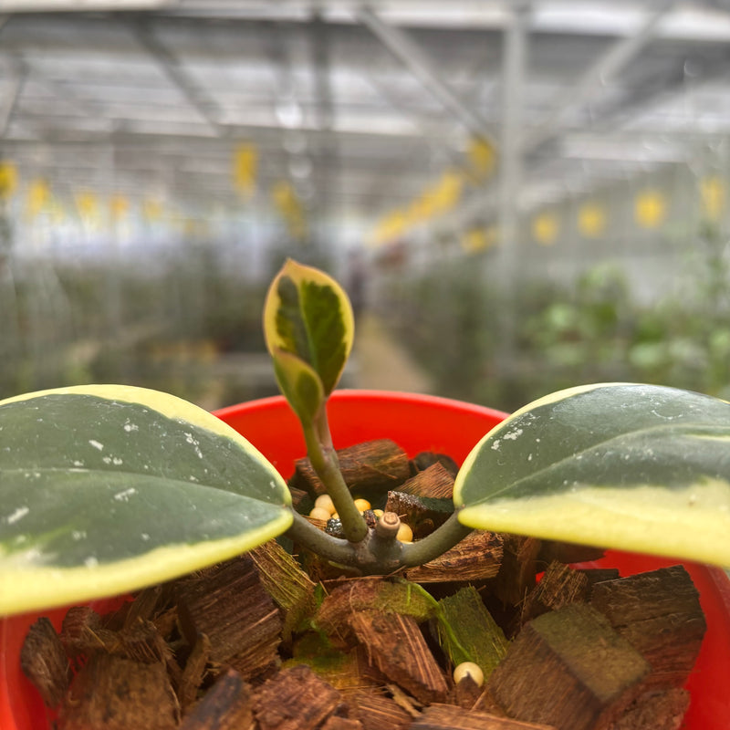 Hoya Obovata Albomarginata