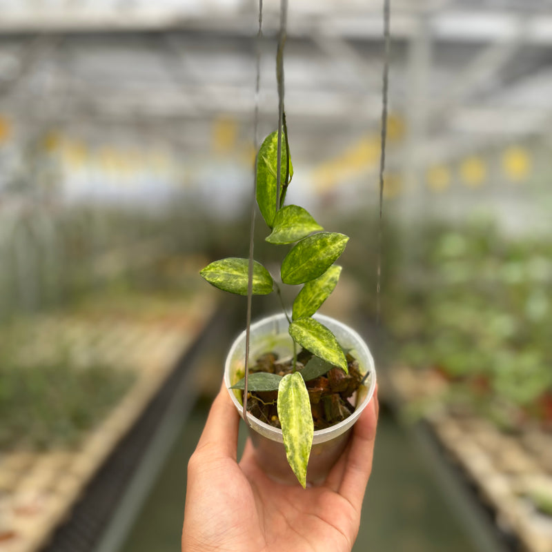 Hoya Lacunosa Peridot