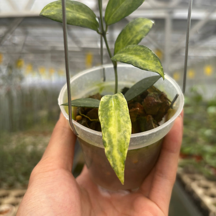 Hoya Lacunosa Peridot