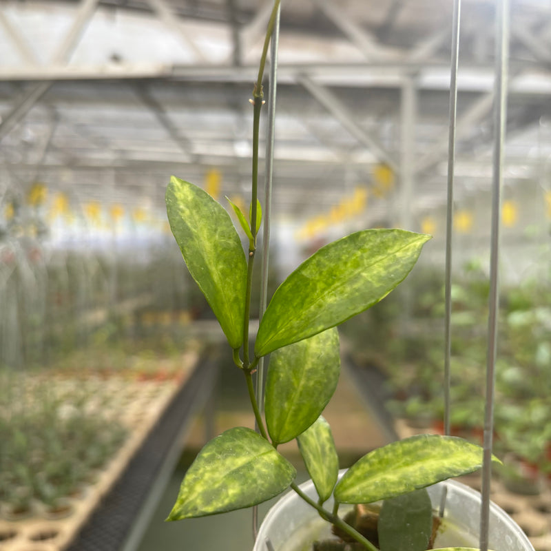 Hoya Lacunosa Peridot