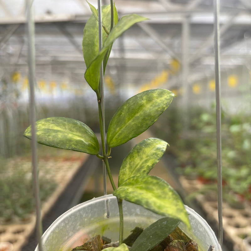 Hoya Lacunosa Peridot