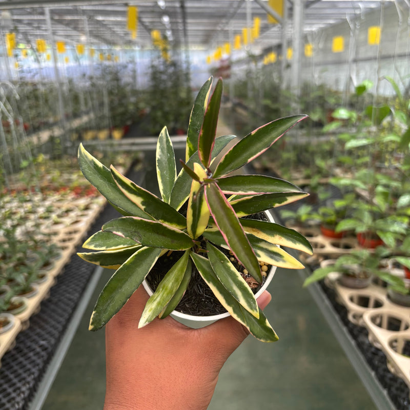 Hoya Wayetii Albomarginata