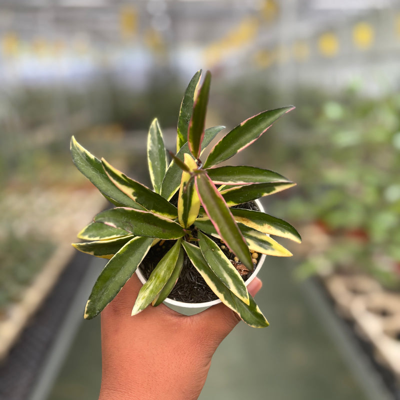 Hoya Wayetii Albomarginata