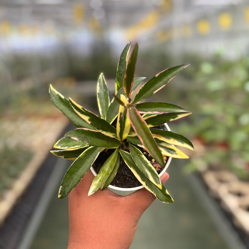 Hoya Wayetii Albomarginata