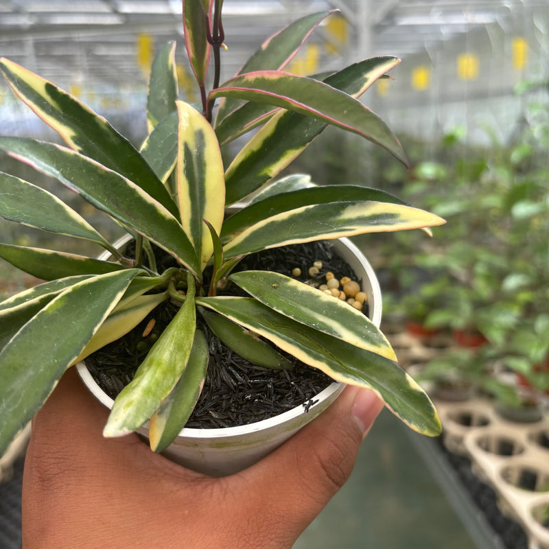 Hoya Wayetii Albomarginata