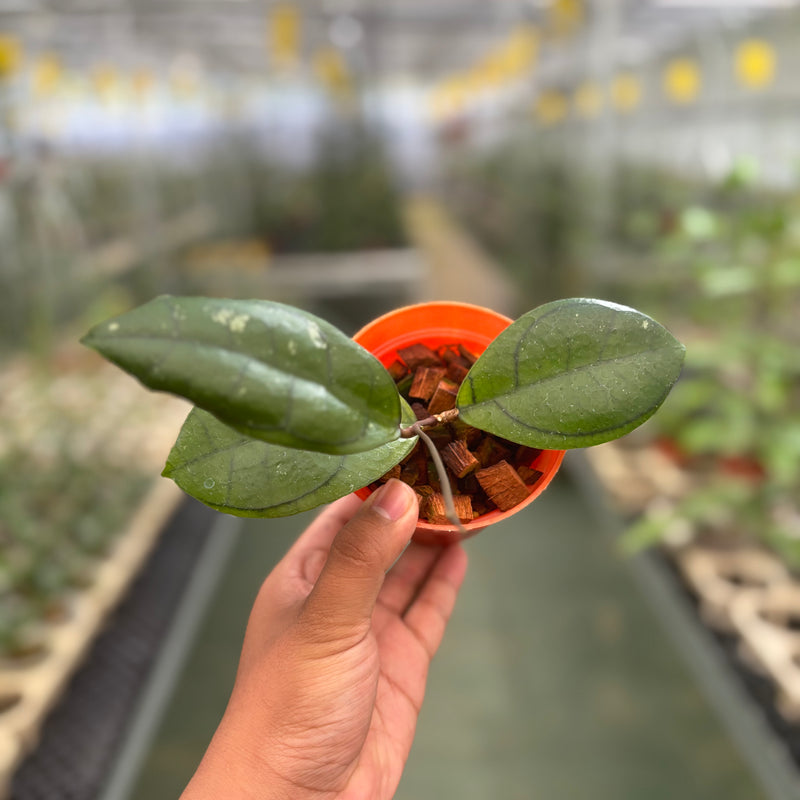 Hoya Callistophylla Veinless