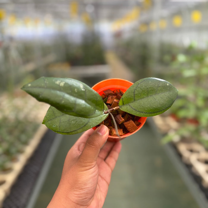 Hoya Calistophylla Veinles