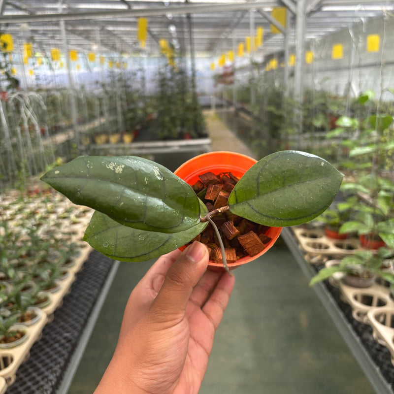 Hoya Callistophylla Veinless