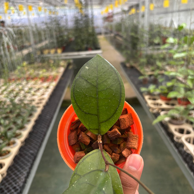 Hoya Callistophylla Veinless
