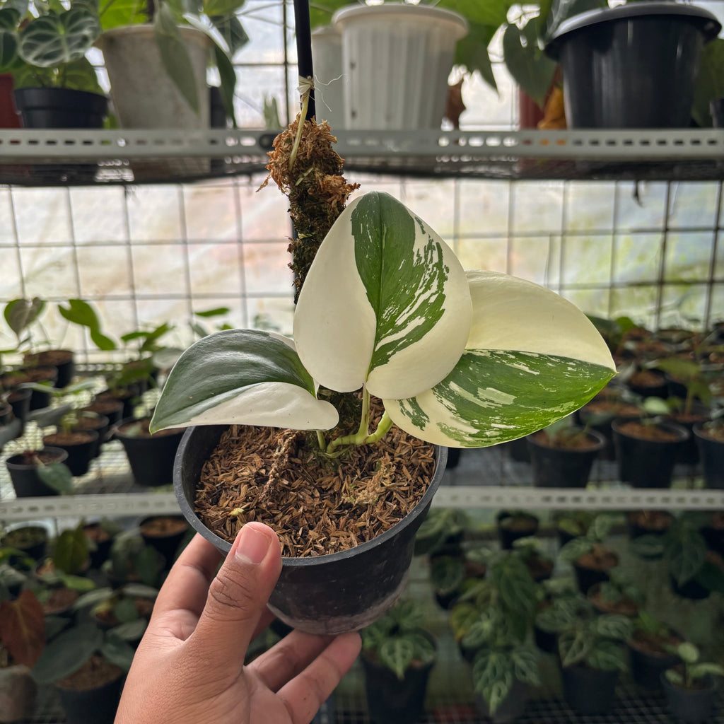 Scindapsus Moonlight Halfmoon — Aroidasia
