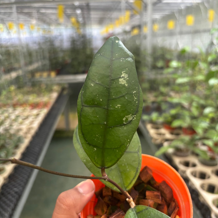 Hoya Calistophylla Veinles
