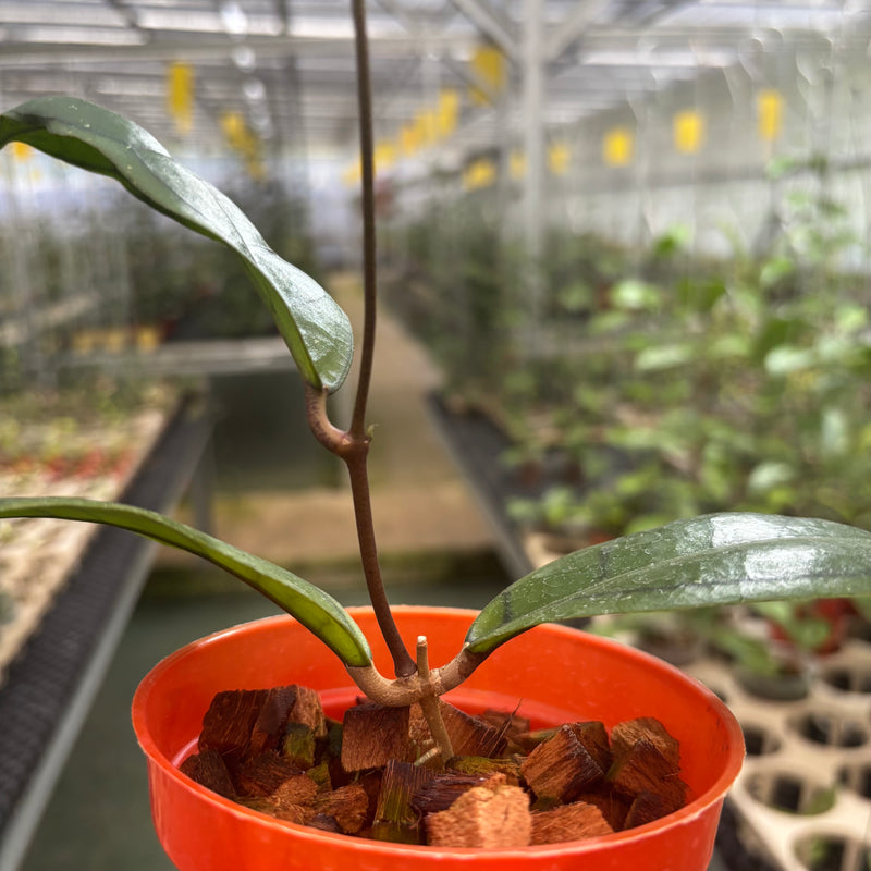 Hoya Callistophylla Veinless