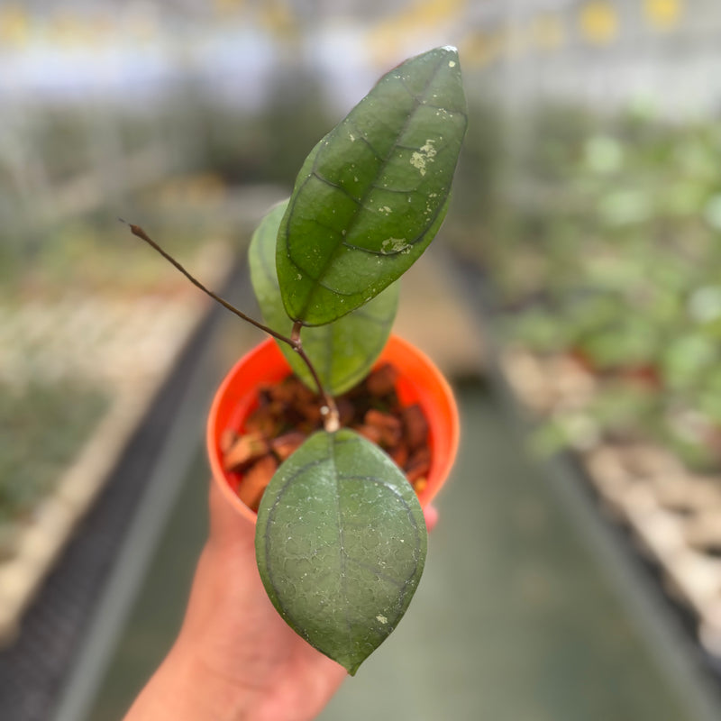 Hoya Callistophylla Veinless